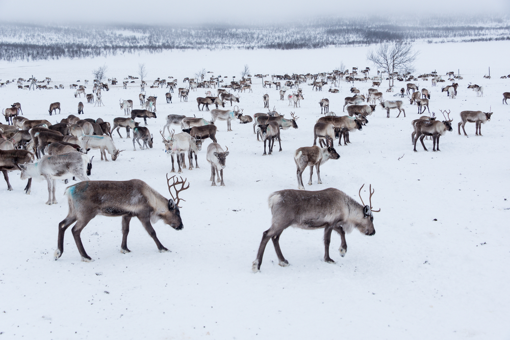 Finlandia zimą, stado reniferów w Laponii